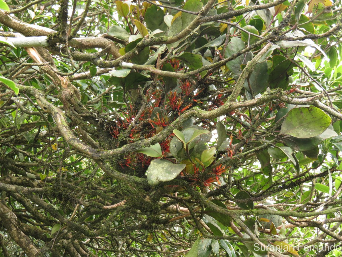 Dendrophthoe neelgherrensis (Wight & Arn.) Tiegh.